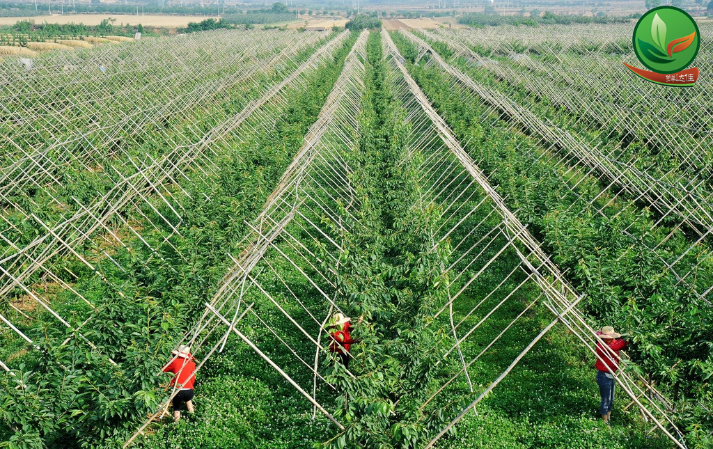 南沙農業午夜福利毛片